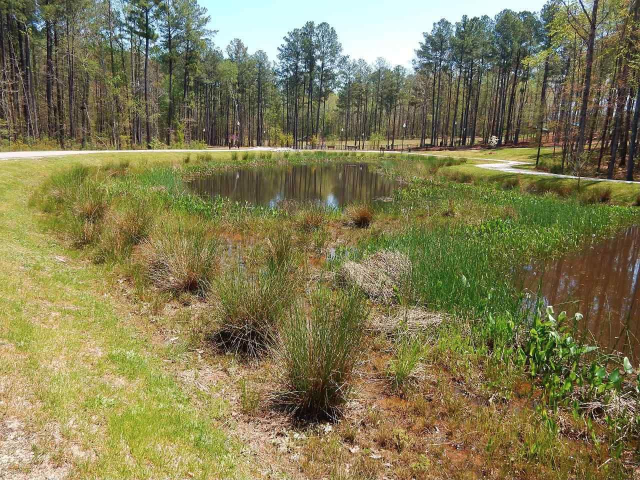 Constructed stormwater wetland with native grasses